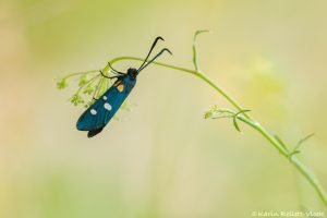 Zygaena ephialtes / Veränderliches Widderchen / Variable burnet moth