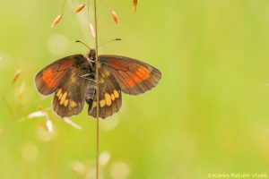 Erebia manto / Gelbgefleckter Mohrenfalter / Yellow-spotted ringlet