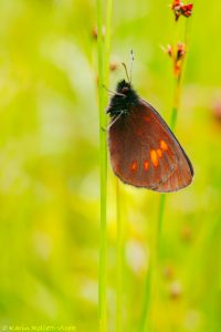 Erebia manto / Gelbgefleckter Mohrenfalter / Yellow-spotted ringlet