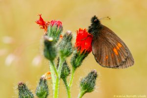 Erebia manto / Gelbgefleckter Mohrenfalter / Yellow-spotted ringlet