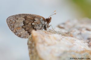 Erebia pandrose / Graubrauner Mohrenfalter / Dewy ringlet