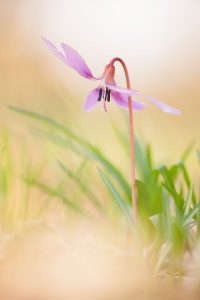 Erythronium dens-canis / Hundszahnlilie