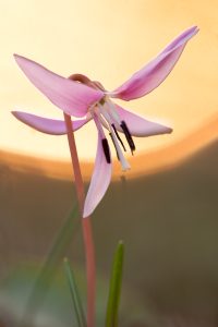 Erythronium dens-canis / Hundszahnlilie