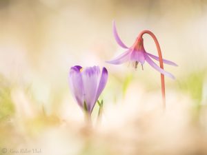 Erythronium dens-canis / Hundszahnlilie