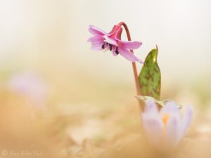 Erythronium dens-canis / Hundszahnlilie