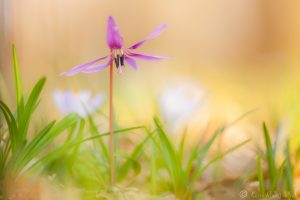 Erythronium dens-canis / Hundszahnlilie