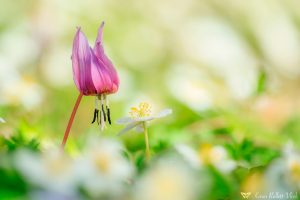 Erythronium dens-canis / Hundszahnlilie