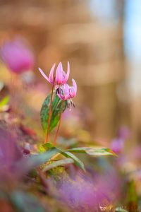 Erythronium dens-canis / Hundszahnlilie