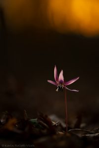 Erythronium dens-canis / Hundszahnlilie