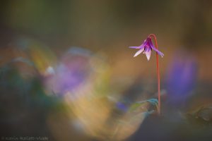 Erythronium dens-canis / Hundszahnlilie