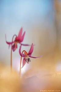 Erythronium dens-canis / Hundszahnlilie