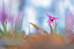 Erythronium dens-canis / Hundszahnlilie