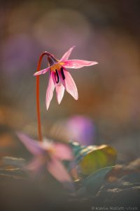 Erythronium dens-canis / Hundszahnlilie