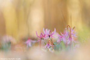 Erythronium dens-canis / Hundszahnlilie