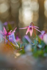 Erythronium dens-canis / Hundszahnlilie