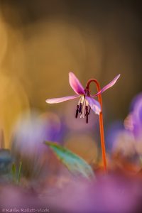 Erythronium dens-canis / Hundszahnlilie