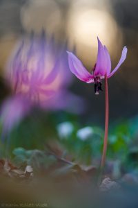 Erythronium dens-canis / Hundszahnlilie