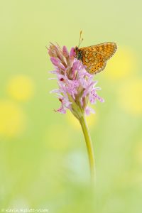 Euphydryas aurinia / Goldener Scheckenfalter / Marsh fritillary