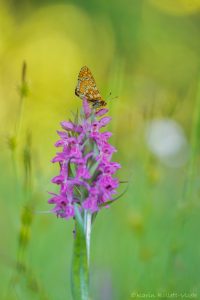 Euphydryas aurinia / Goldener Scheckenfalter / Marsh fritillary