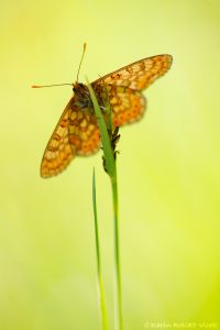 Euphydryas aurinia / Goldener Scheckenfalter / Marsh fritillary