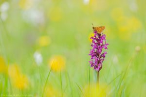 Euphydryas aurinia / Goldener Scheckenfalter / Marsh fritillary