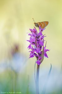 Euphydryas aurinia / Goldener Scheckenfalter / Marsh fritillary