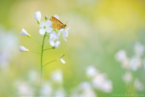 Euphydryas aurinia / Goldener Scheckenfalter / Marsh fritillary