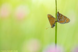 Euphydryas aurinia / Goldener Scheckenfalter / Marsh fritillary