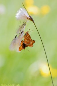 Euphydryas aurinia / Goldener Scheckenfalter / Marsh fritillary