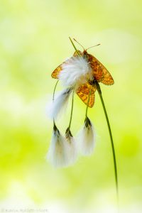 Euphydryas aurinia / Goldener Scheckenfalter / Marsh fritillary