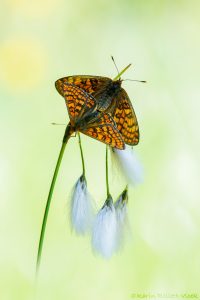 Euphydryas aurinia / Goldener Scheckenfalter / Marsh fritillary