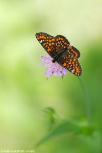 Euphydryas maturna / Eschen-Scheckenfalter, Maivogel / Scarce fritillary