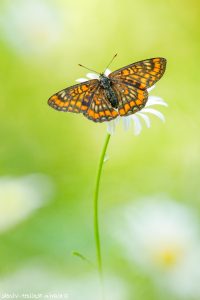 Euphydryas maturna / Eschen-Scheckenfalter, Maivogel / Scarce fritillary