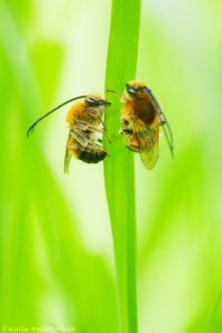 Eucera cf. nigrescens / Mai-Langhornbiene