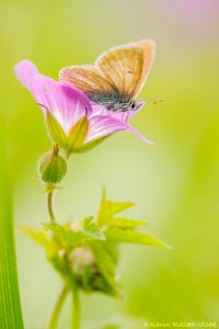 Eumedonia eumedon / Storchschnabel-Bläuling / Geranium argus