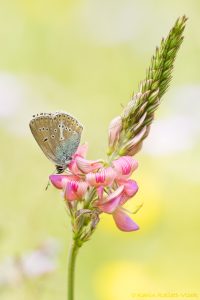 Eumedonia eumedon / Storchschnabel-Bläuling / Geranium argus