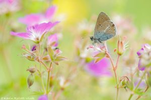 Eumedonia eumedon / Storchschnabel-Bläuling / Geranium argus