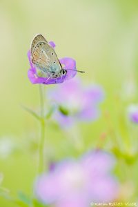 Eumedonia eumedon / Storchschnabel-Bläuling / Geranium argus