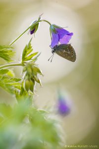 Eumedonia eumedon / Storchschnabel-Bläuling / Geranium argus