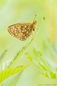 Boloria eunomia / Randring-Perlmuttfalter / Bog fritillary