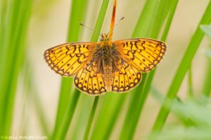 Boloria eunomia / Randring-Perlmuttfalter / Bog fritillary