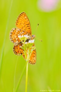 Boloria eunomia / Randring-Perlmuttfalter / Bog fritillary