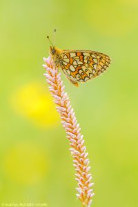 Boloria eunomia / Randring-Perlmuttfalter / Bog fritillary