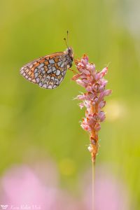 Boloria eunomia / Randring-Perlmuttfalter / Bog fritillary