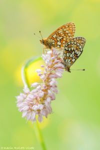 Boloria eunomia / Randring-Perlmuttfalter / Bog fritillary