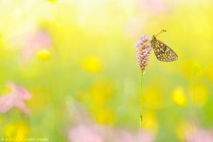 Boloria eunomia / Randring-Perlmuttfalter / Bog fritillary