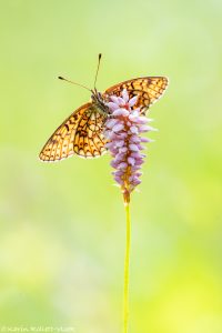 Boloria eunomia / Randring-Perlmuttfalter / Bog fritillary