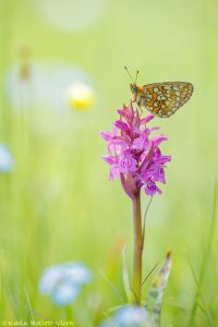 Boloria eunomia / Randring-Perlmuttfalter / Bog fritillary