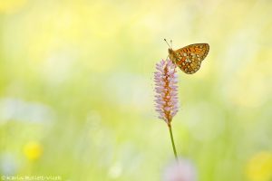 Boloria eunomia / Randring-Perlmuttfalter / Bog fritillary