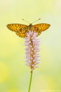 Boloria eunomia / Randring-Perlmuttfalter / Bog fritillary